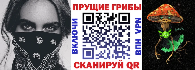 продажа наркотиков Тосно Галлюциногенные грибы Psilocybe
